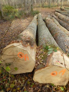 French oak logs selected and measured