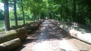 French oak logs ready to be collected by Barnesfield Timber